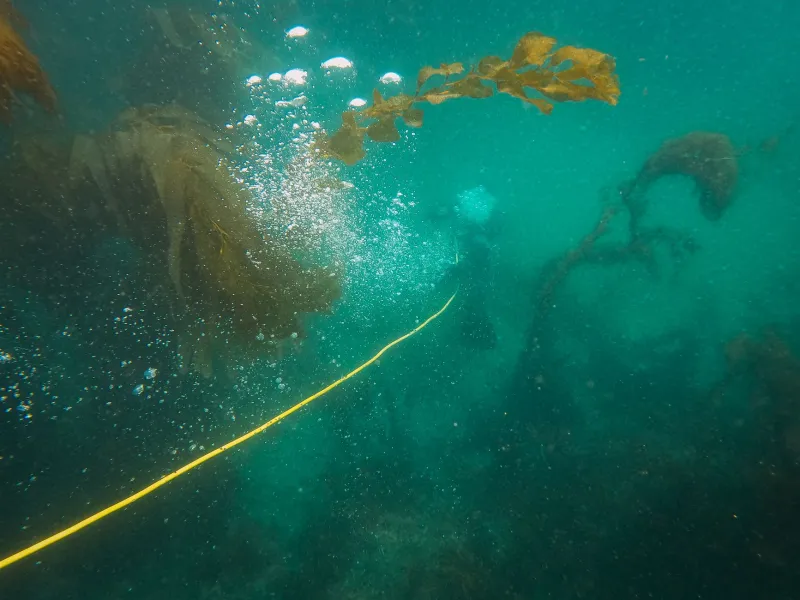 Incredible US Snorkeling Spots That Aren't Hawaii or Florida's Reefs