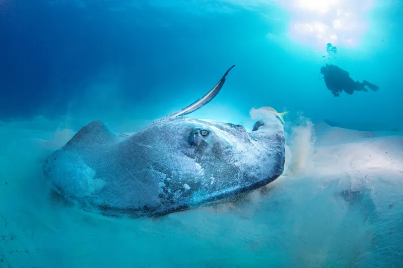 What Stingrays Are Actually Telling You: A Snorkeler's Guide to Reading Ray Behavior