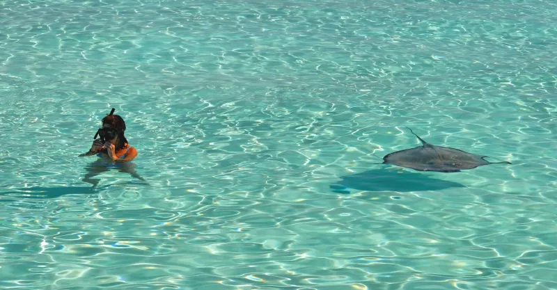 Your Underwater Camera Might Be Hurting the Rays You Came to See